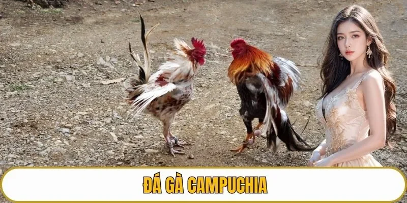 Đá gà Campuchia