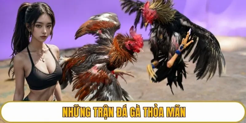 Những trận đá gà thỏa mãn